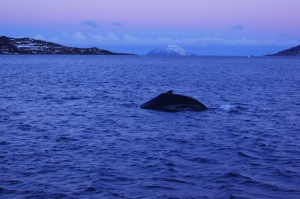 Wal mit Sonnenaufgang ;)